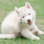 how do i know if my dog has fleas?